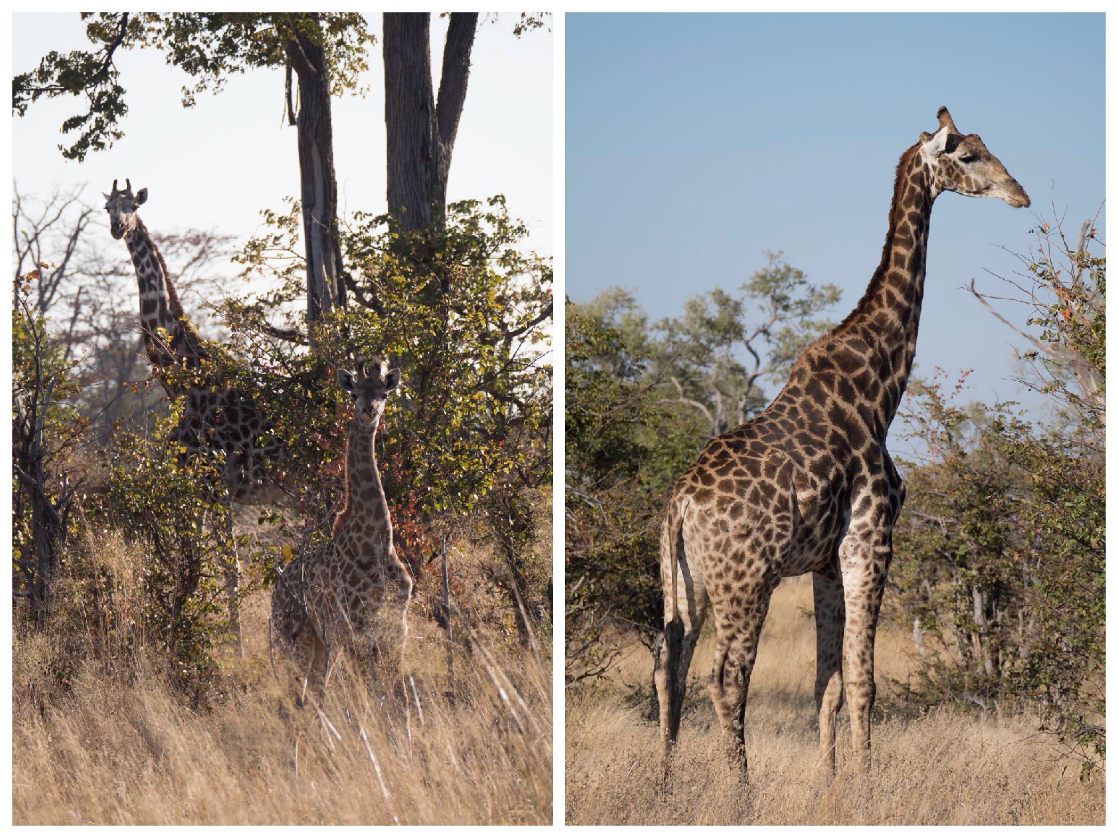 Giraffe Collage (Zarafa)