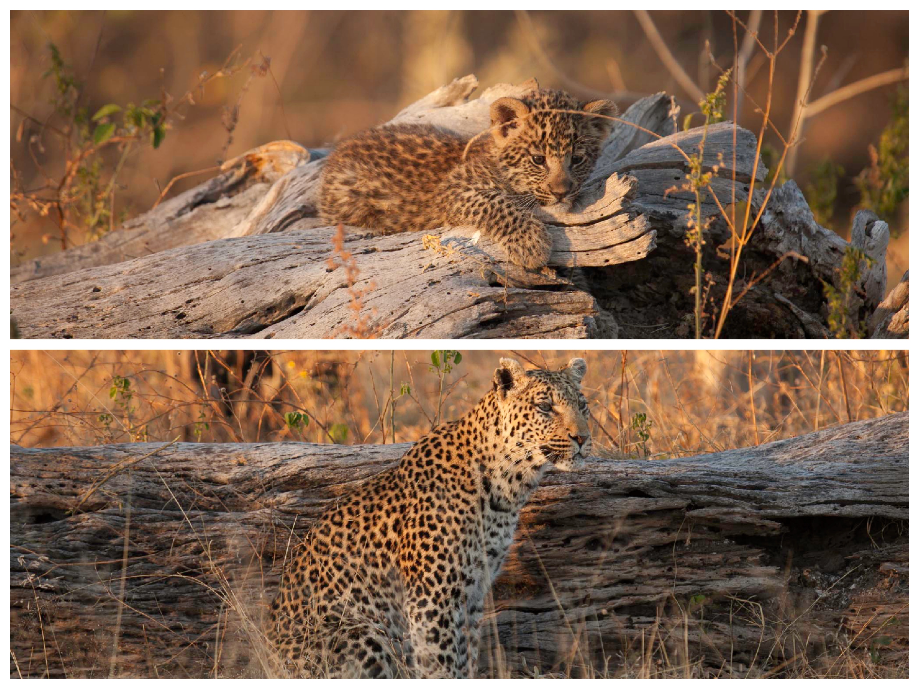 Leopard & Cub Collage (lit)
