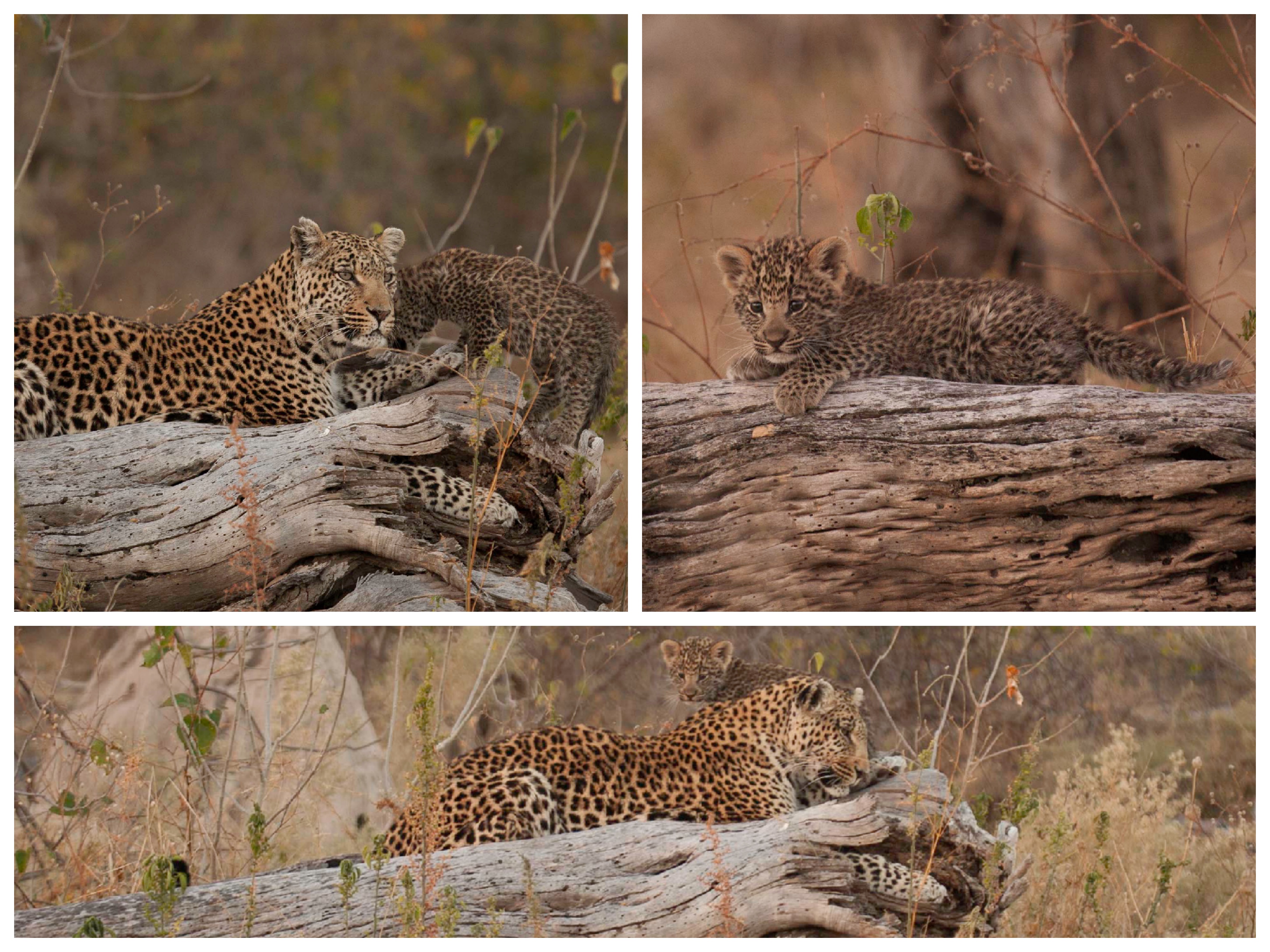 Leopard & Cub Collage (Shadow)