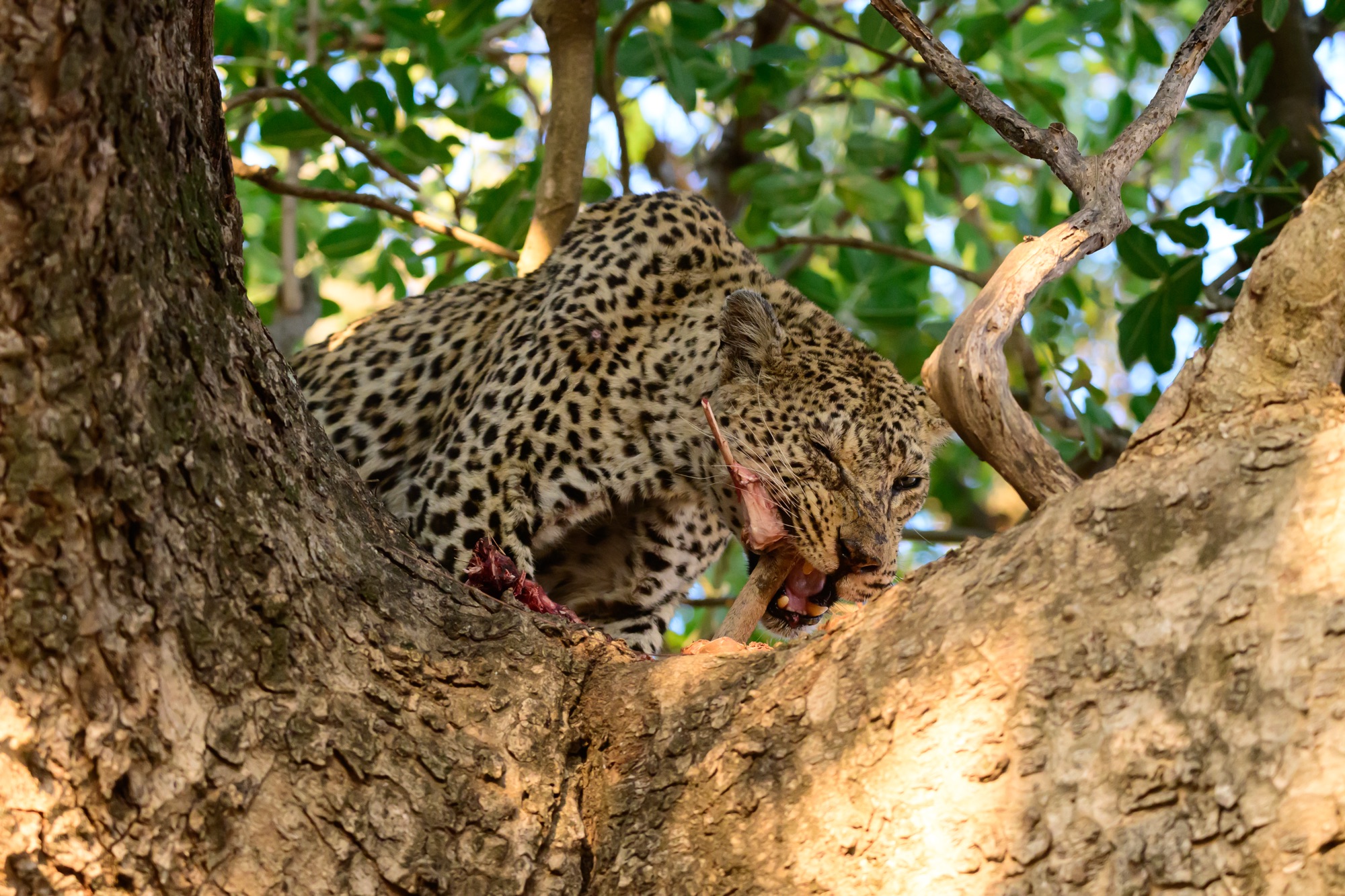 Wednesday, August 14: A Leopard feeding – not for the Squeamish